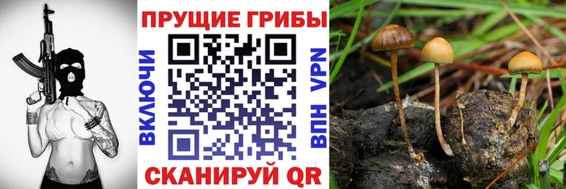 хочу наркоту  Тихорецк  Псилоцибиновые грибы Psilocybine cubensis 